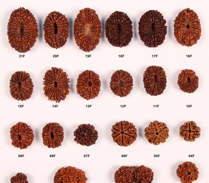 Rudraksha